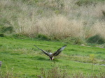 FZ023065 Red kite (Milvus milvus) feeding.jpg